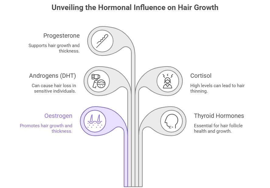 Infographic showing hormones affecting hair growth and thinning

